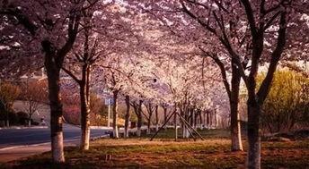 樱花校园最新大爆料,独家爆料带你探秘校园风云